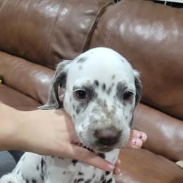 Dalmatian Puppies from RMS Dalmatians