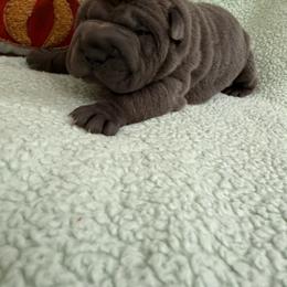 Morticia - Blue female Chinese Shar-Pei puppy in Statesville, North Carolina from Red Clay's Chinese Shar-pei