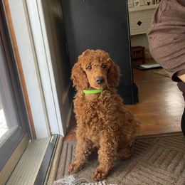 Poodle Puppies from Moyen Majestic Embrace