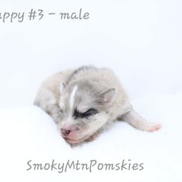 Jelly Roll - Merle male Pomsky puppy in Christiana, Tennessee from Smoky Mountain Pomskies