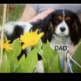 Buck - Cavalier King Charles Spaniel