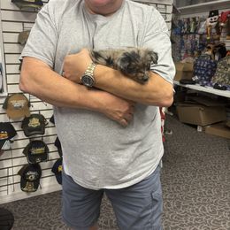 Australian Shepherd, Miniature American Shepherd, and Miniature Australian Shepherd Puppies from Coast to coast Aussies