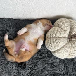 Juniper (Fluffy) - Sable merle and white female American Corgi puppy in Fayetteville, Arkansas from Intergalactic Corgis