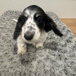 Sunny - Piebald male Dachshund puppy in Early, Texas from Ryan House Dachshunds