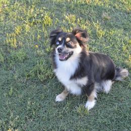 Toy Australian Shepherd All Grown Up from Fly Farms