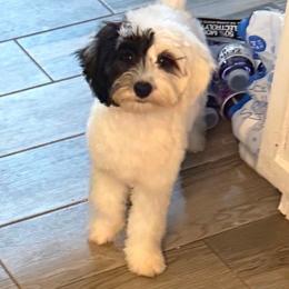 Koda - Black and white male Sheepadoodle puppy in Saint Cloud, Florida from Rising Star Kennels