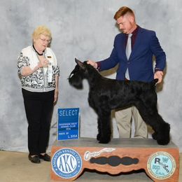 Gyda - Giant Schnauzer