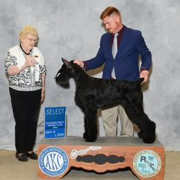 Gyda - Giant Schnauzer
