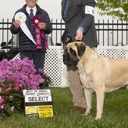 Mastiffs from Brownspride Mastiffs