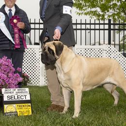 Mastiffs from Brownspride Mastiffs
