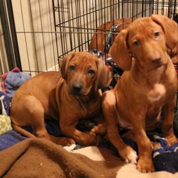 Rhodesian Ridgeback Puppies from On The Rocks Rhodesian Ridgebacks