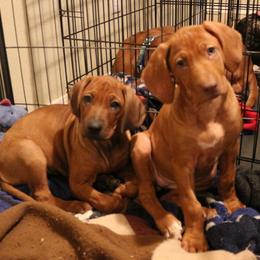 Rhodesian Ridgeback Puppies from On The Rocks Rhodesian Ridgebacks