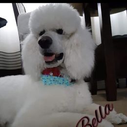 Bella - Poodle
