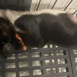 Boy 2   Orange - Black male Lhasa Apso puppy in Palm Bay, Florida from Lhasa Apso Doggy Stylez Fl