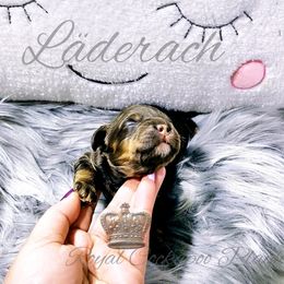 Cockapoo Puppies from Royal Cockapoo Playhouse