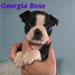 Georgia Rose (Cocoa) - Black and white female Boston Terrier puppy in Columbus, Ohio from Bryn's AKC Bostons
