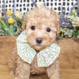 Sunny - Apricot male Poodle puppy in Hugo, Oklahoma from Ann R.