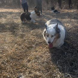 American Corgi, Dachshund, and Pembroke Welsh Corgi Puppies from Seven B Corgis & Doxies