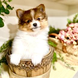 Pomeranian Puppies from ThePomPack