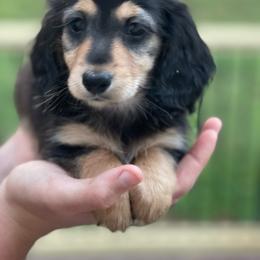 Girl 1 - Black and tan female Dachshund puppy in Hudson, North Carolina from Foothills Precious Paws