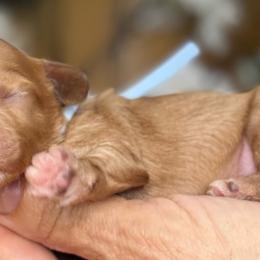 Luca - Apricot male Cavapoo puppy in Yuciapa, California from AlltheDoodlez_