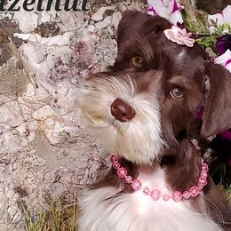 Hazelnut - Miniature Schnauzer puppy in Vernal, Utah from High Uinta Schnauzers