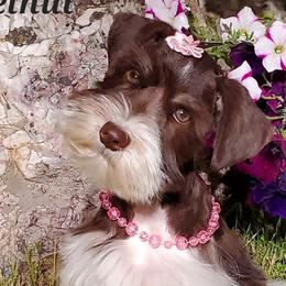 Hazelnut - Miniature Schnauzer puppy in Vernal, Utah from High Uinta Schnauzers