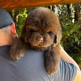 Brown Female - Brown female Newfoundland puppy in New York from Johnson Farms