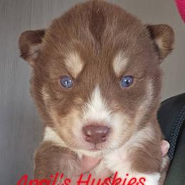 Red collar boy - Red and white male Siberian Husky puppy in Terre Haute, Indiana from April's Huskies