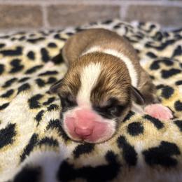 Female 2 (half white collar) - Sable female Pembroke Welsh Corgi puppy in Mcarthur, Ohio from Bentley Corgis LLC