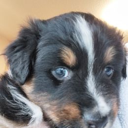 Squire - Black tri-color male Australian Shepherd puppy in Cherry Grove, Oregon from TLC Dream and Pureland Australian Shepherds
