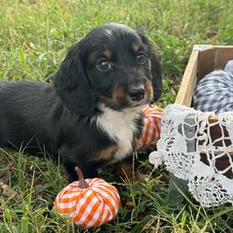 Frank - Black and tan male Dachshund puppy in Nashville, Arkansas from Whisenhunt Farms