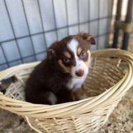 Toy Australian Shepherd Puppies from Lone Oak Aussies