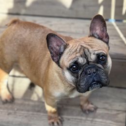 Retta - French Bulldog