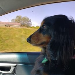 Dachshund All Grown Up from BriarRidge Dachshunds