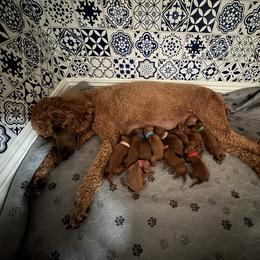 Girl 2 - female Poodle puppy in Riverside, California from Riverside red poodles