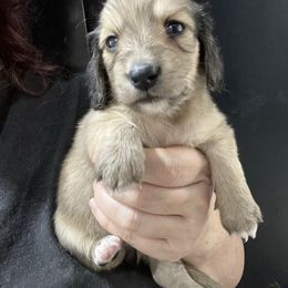 Emiko Girl 1 - Cream female Dachshund puppy in Bigfork, Minnesota from Dachshunds Up North