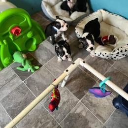 Boston Terrier Puppies from Baldwins Boston Terriers