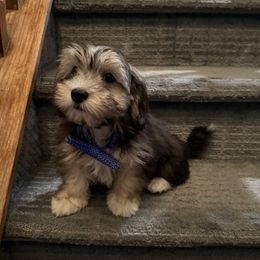 Havanese puppies from Roselynn Havanese
