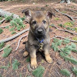 Potsie - Sable male German Shepherd puppy in Oakland, Oregon from VHM German Shepherds