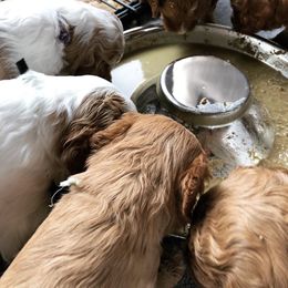 Cavapoo Puppies from Cedar Sprout Puppies