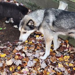 Siberian Husky Puppies from Harrington's Huskies