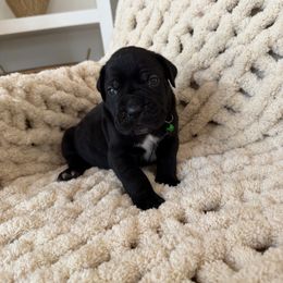 GREEN - Black male Cane Corso puppy in Plymouth, California from The Dorado Ranch