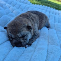 Lacy - Black and tan female Shiba Inu puppy in Columbus Junction, Iowa from Liz's Shiba Inu