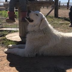 Maremma Sheepdogs from Homestead at Aslan