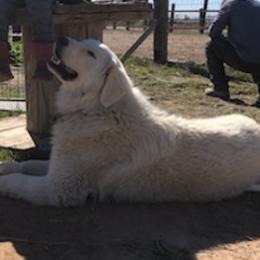Maremma Sheepdogs from Homestead at Aslan