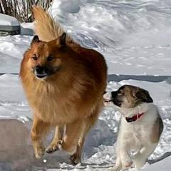 Icelandic Sheepdog Puppies from Valhalla Icelandic Sheepdogs