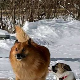 Icelandic Sheepdog Puppies from Valhalla Icelandic Sheepdogs