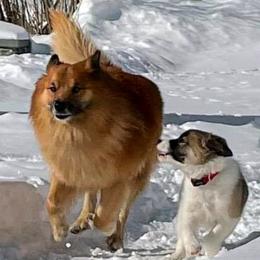 Icelandic Sheepdog Puppies from Valhalla Icelandic Sheepdogs