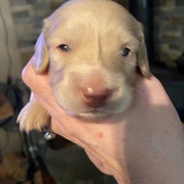 Frodo - Cream Dachshund puppy in Virginia Beach, Virginia from Virginia Creams - Dachshunds